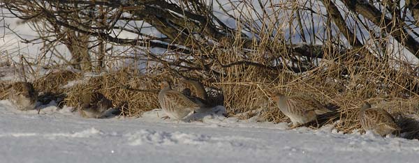 Peltopyy, Grey Partridge, Perdix perdix